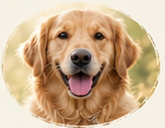 Golden dog resting comfortably